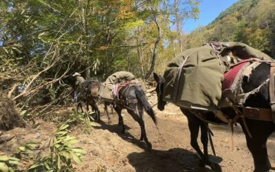 Update from Mountain Mule Packer Ranch