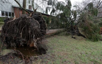 Tree Cleanup – Foothills Community Chapel