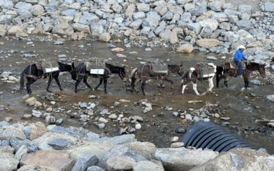 From Mountain Mule Packer Ranch